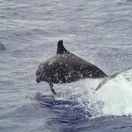 IMG09762 delfin